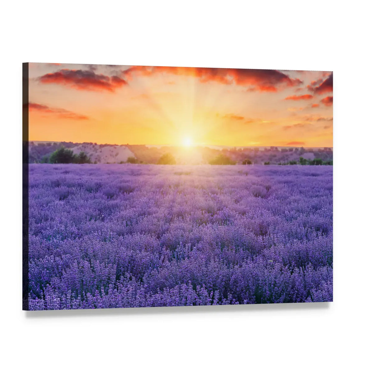 Lavender Fields At Sunset Canvas Wall Art, single panel gallery wrapped canvas, angled product view