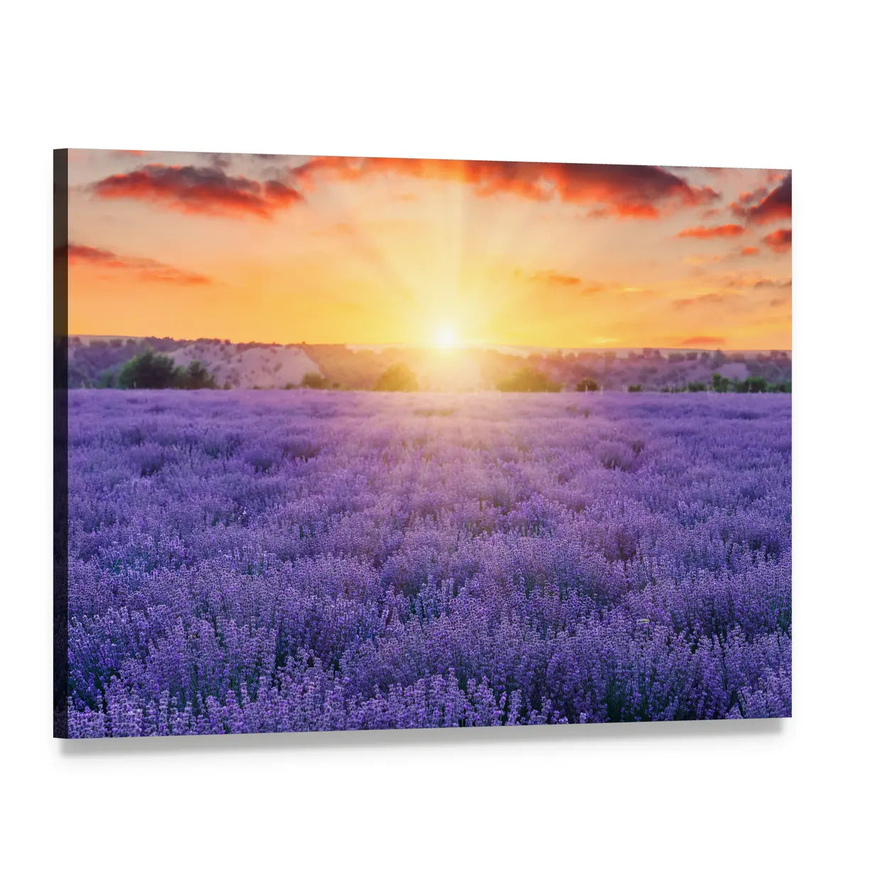 Lavender Fields At Sunset Canvas Wall Art, single panel gallery wrapped canvas, angled product view