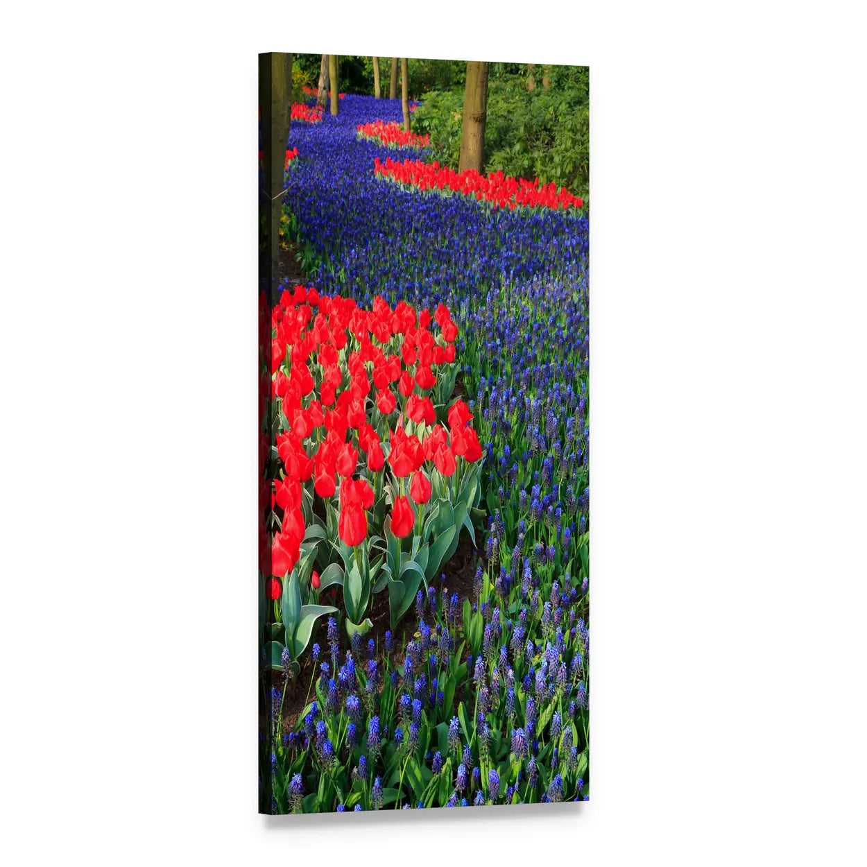 Dutch Tulip Field with Grape Hyacinths Vertical Canvas Wall Art, 1 panel 1 Vertical layout gallery wrapped canvas set, angled product view