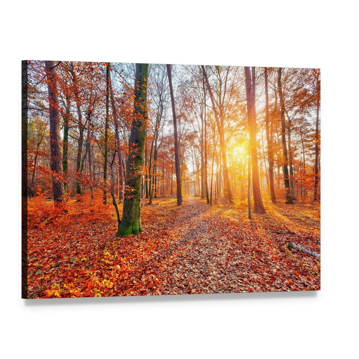 Sun in Autumn Forest Canvas Wall Art, single panel gallery wrapped canvas, angled product view