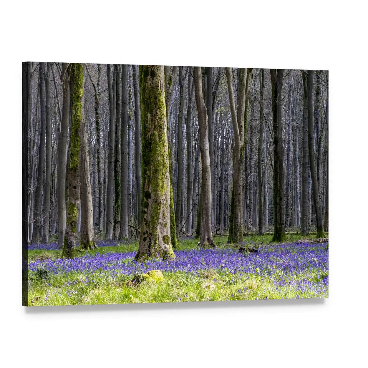 Springtime Bluebell Wood in England Canvas Wall Art, single panel gallery wrapped canvas, angled product view