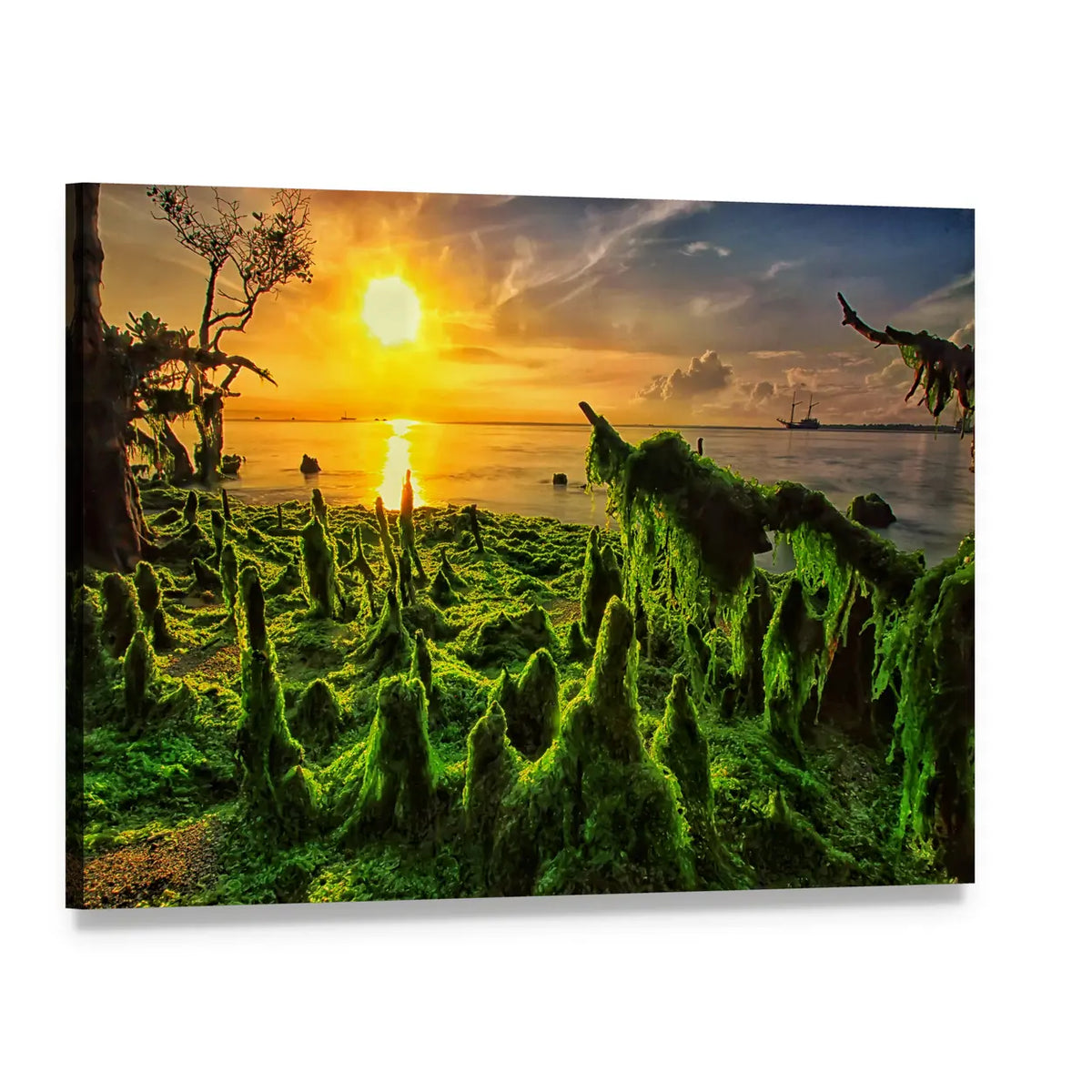 Moss-covered Mangrove Roots at Sunset Canvas Wall Art, single panel gallery wrapped canvas, angled product view