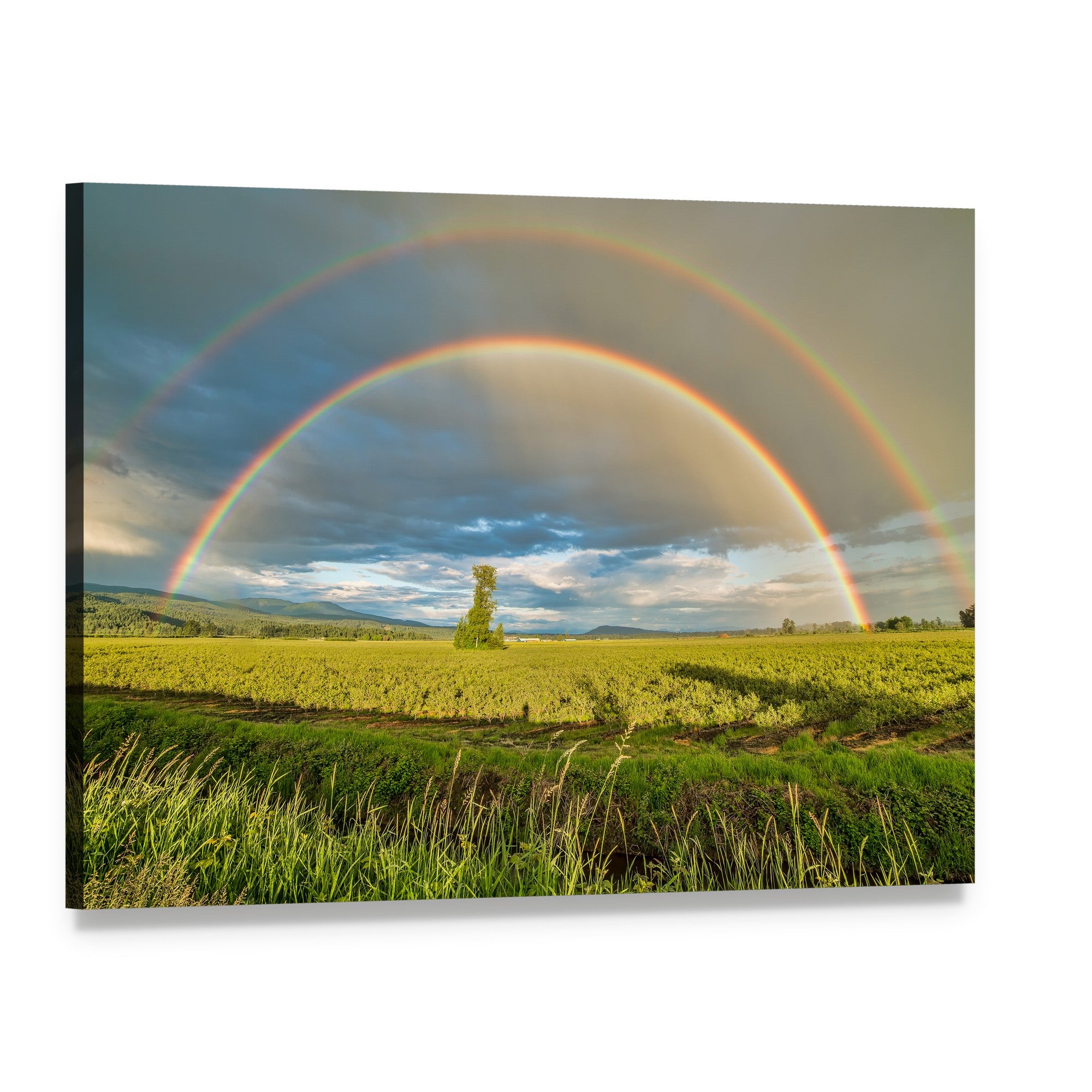 Blueberry Field Under Rainbow Canvas Wall Art, single panel gallery wrapped canvas, angled product view