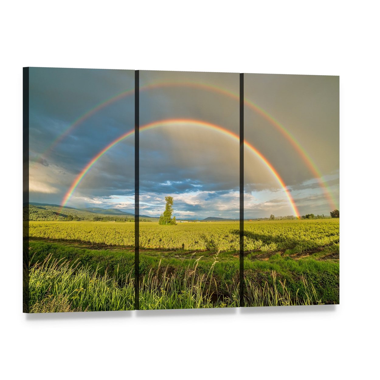 Blueberry Field Under Rainbow Canvas Wall Art, 3 panel 3 Horizontal layout gallery wrapped canvas set, angled product view