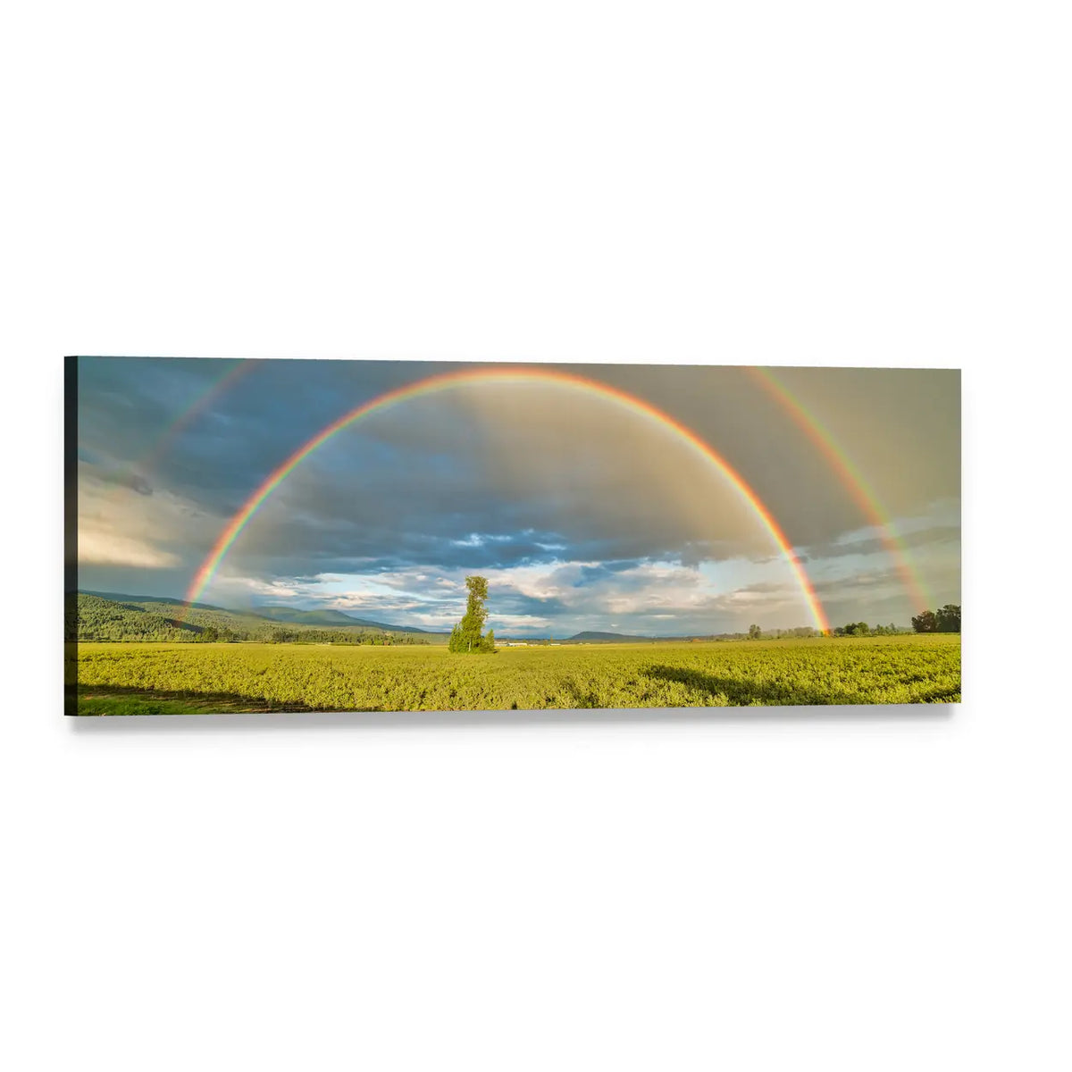 Blueberry Field Beneath Double Rainbow Panoramic Canvas Wall Art, single panel gallery wrapped canvas, angled product view