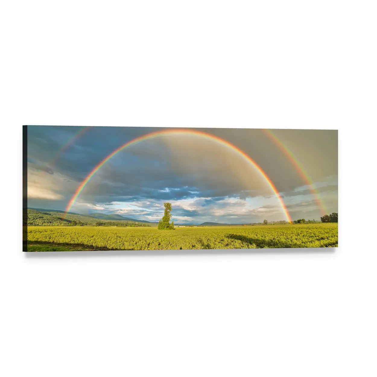 Blueberry Field Beneath Double Rainbow Panoramic Canvas Wall Art, single panel gallery wrapped canvas, angled product view