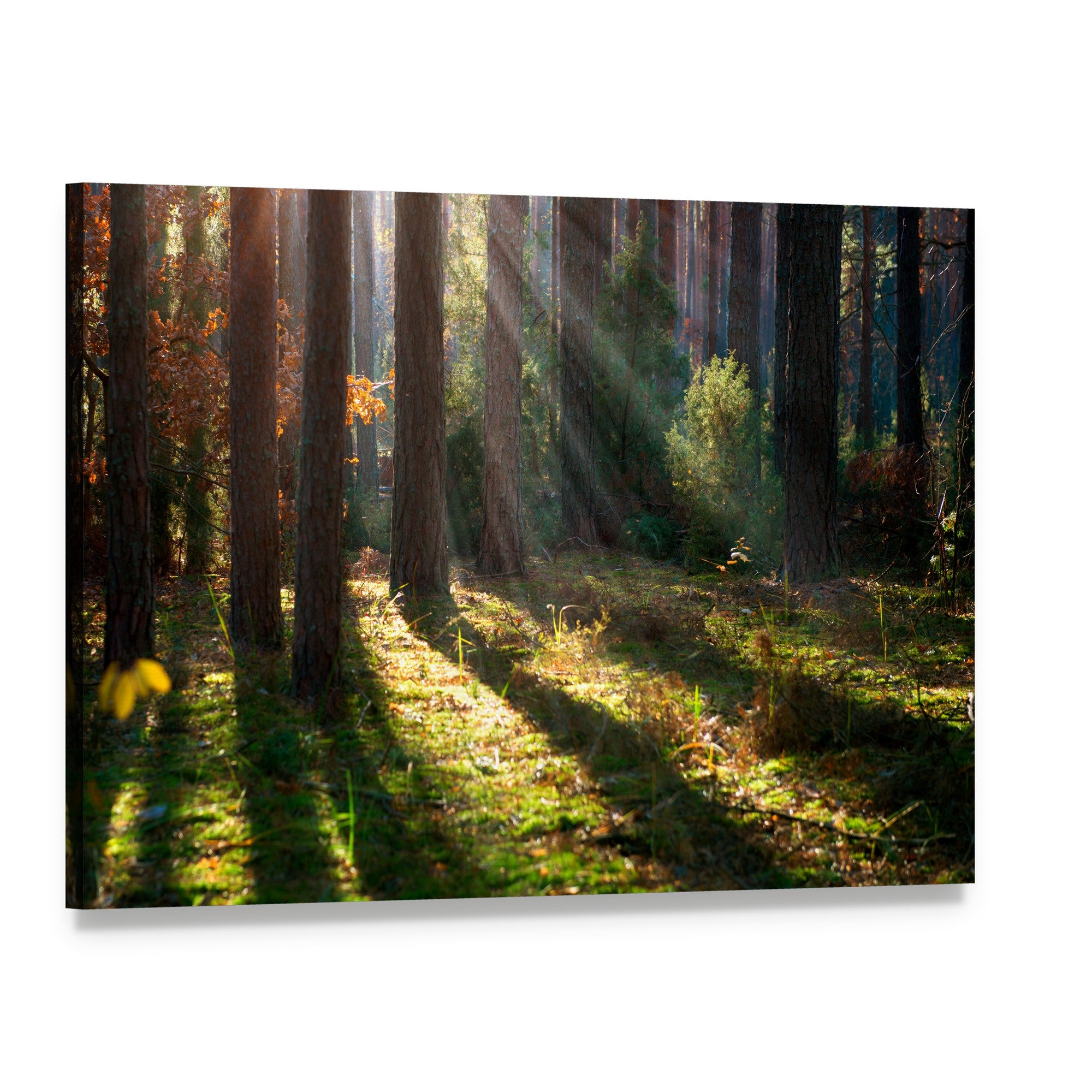 Sunlit Autumn Forest Canvas Wall Art, single panel gallery wrapped canvas, angled product view