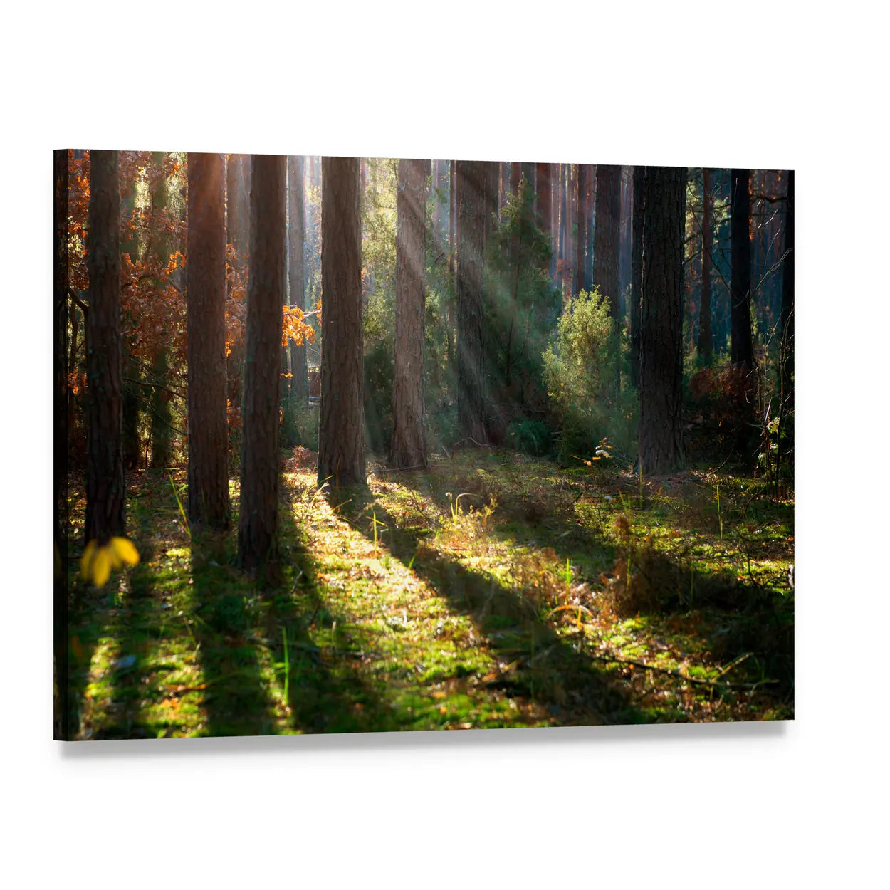 Sunbeams Through Pine Forest Canvas Wall Art, single panel gallery wrapped canvas, angled product view