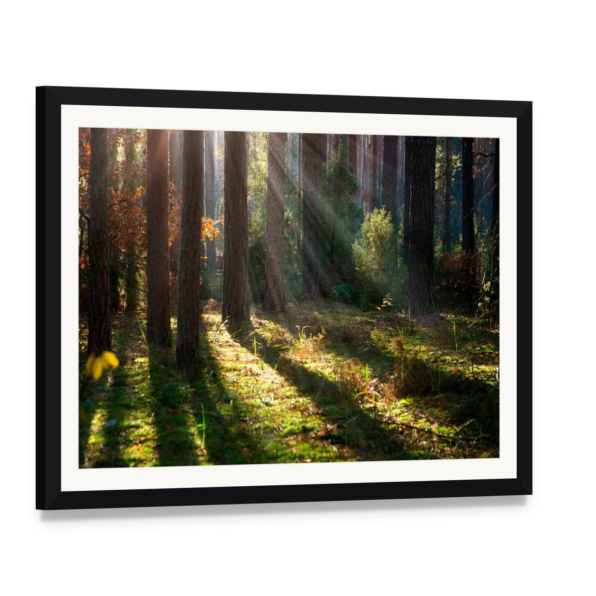 Sunlit Autumn Forest Canvas Wall Art, framed print with white mat and black frame, angled product view