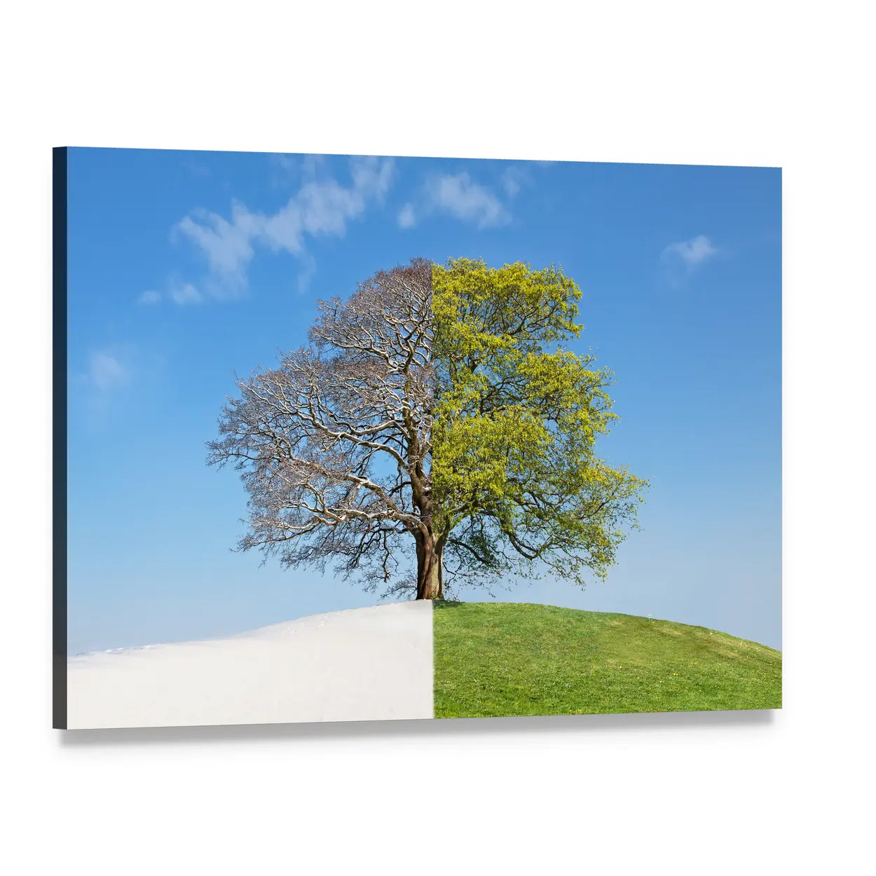 Tree Split Between Winter and Summer Canvas Wall Art, single panel gallery wrapped canvas, angled product view