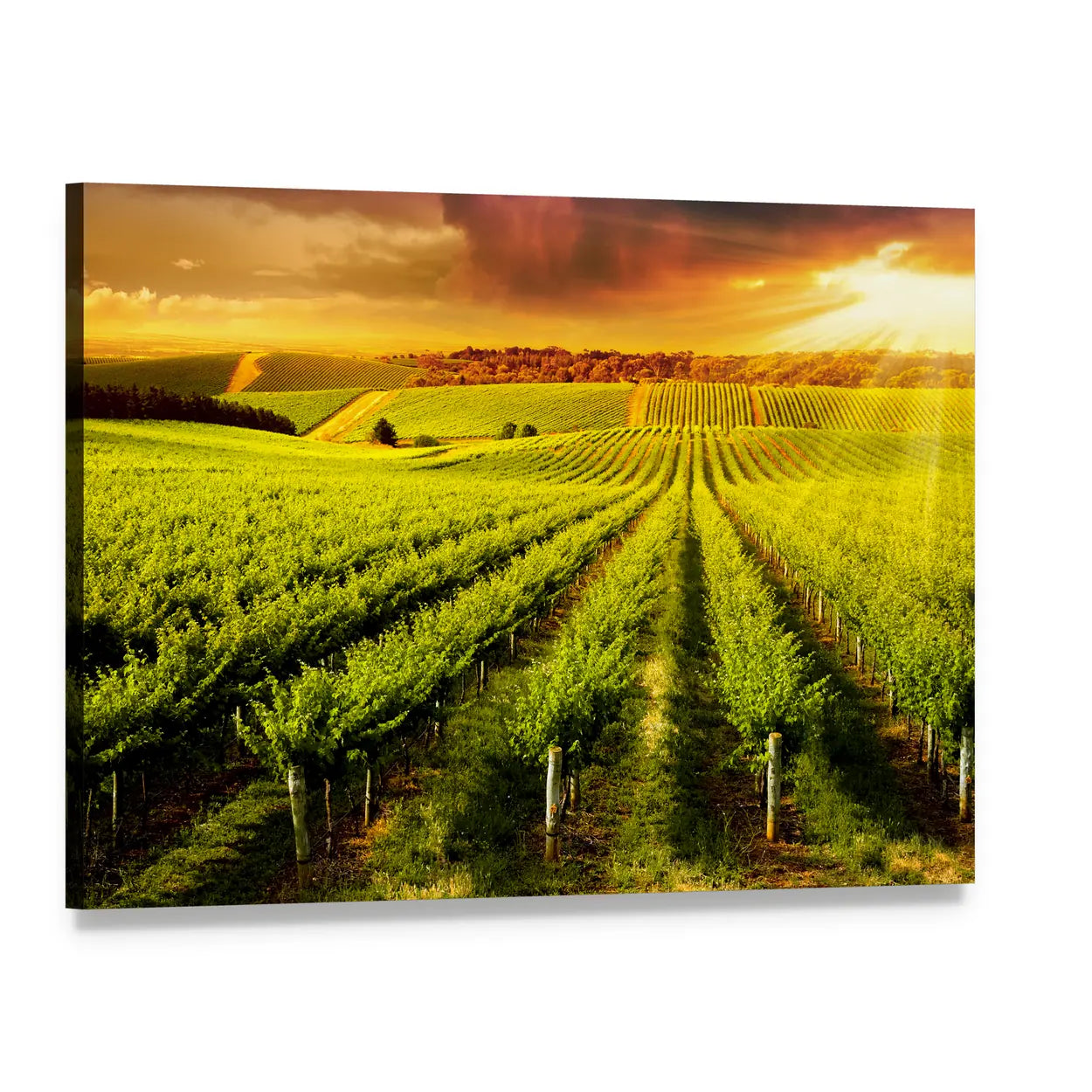Golden Sunset Over Vineyard Canvas Wall Art, single panel gallery wrapped canvas, angled product view
