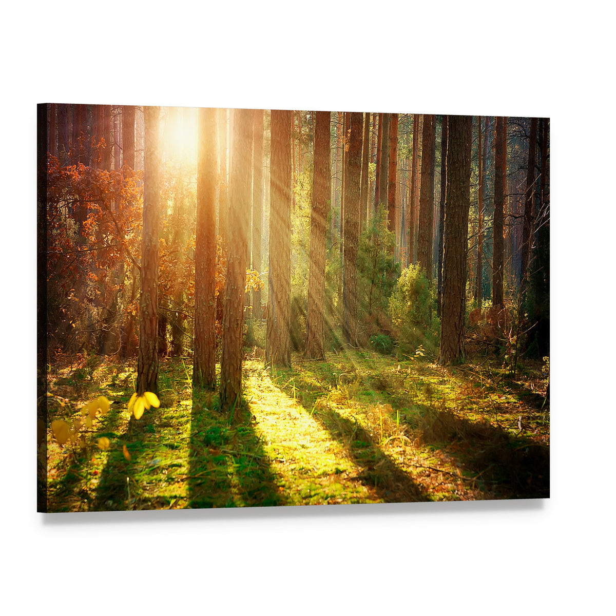 Misty Forest in Autumn Sunlight Canvas Wall Art, single panel gallery wrapped canvas, angled product view