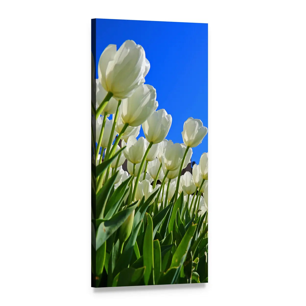 White Tulips Against Blue Sky Vertical Canvas Wall Art, 1 panel 1 Vertical layout gallery wrapped canvas set, angled product view