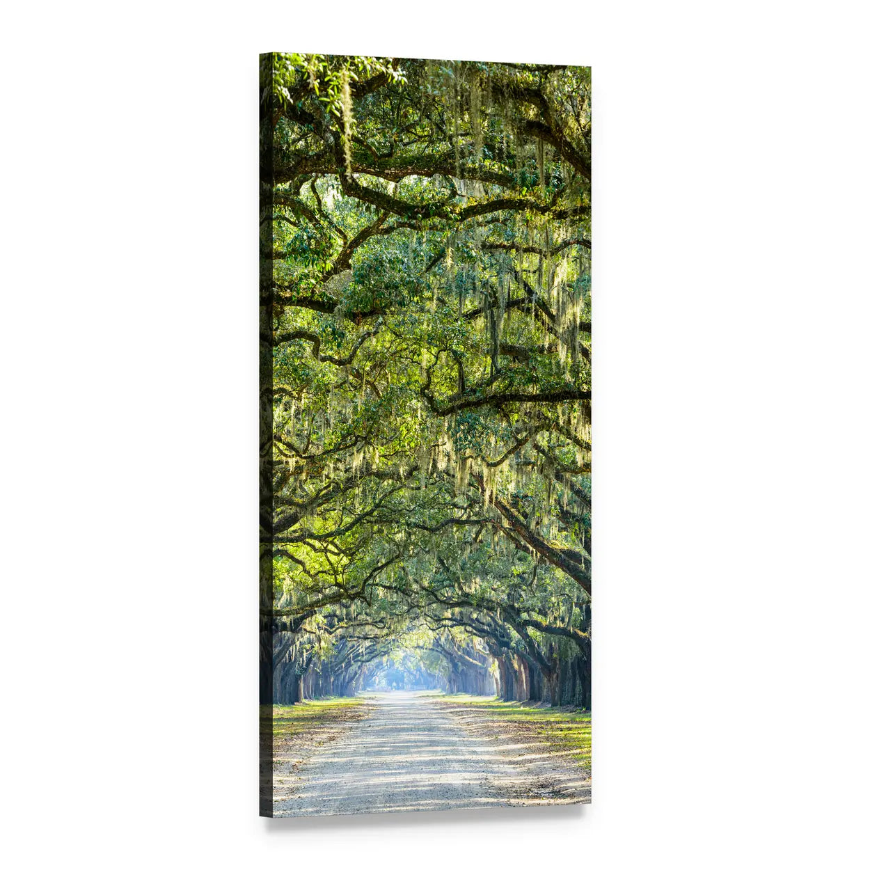 Oak Tree Tunnel with Spanish Moss Vertical Canvas Wall Art, 1 panel 1 Vertical layout gallery wrapped canvas set, angled product view