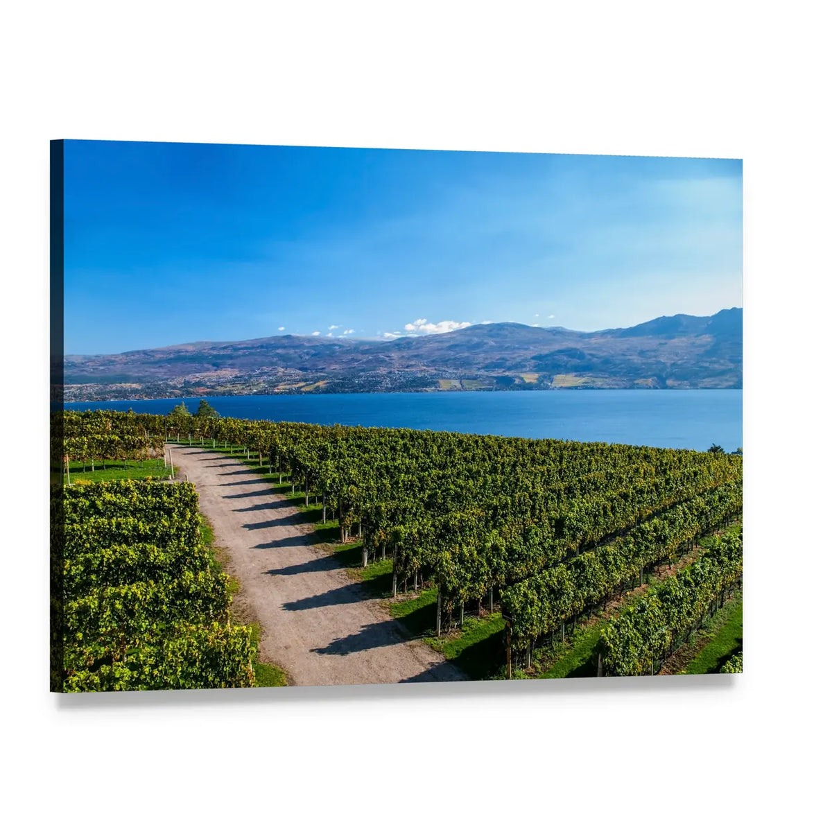 Mission Hill Vineyard Over Lake Okanagan Canvas Wall Art, single panel gallery wrapped canvas, angled product view