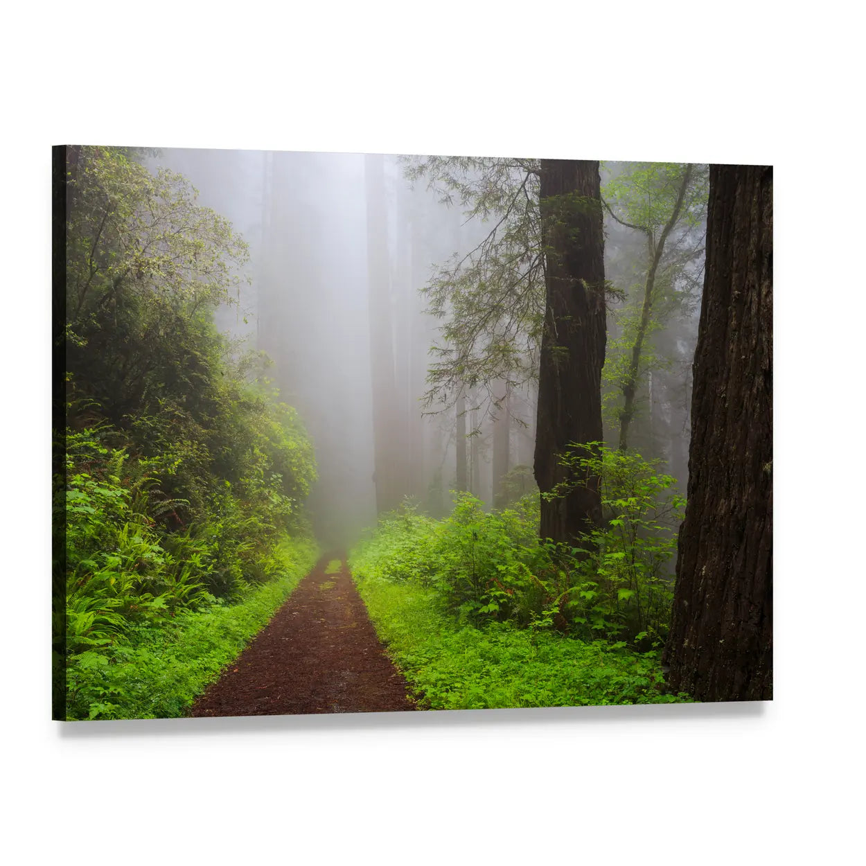 Path Through the Redwoods Canvas Wall Art, single panel gallery wrapped canvas, angled product view