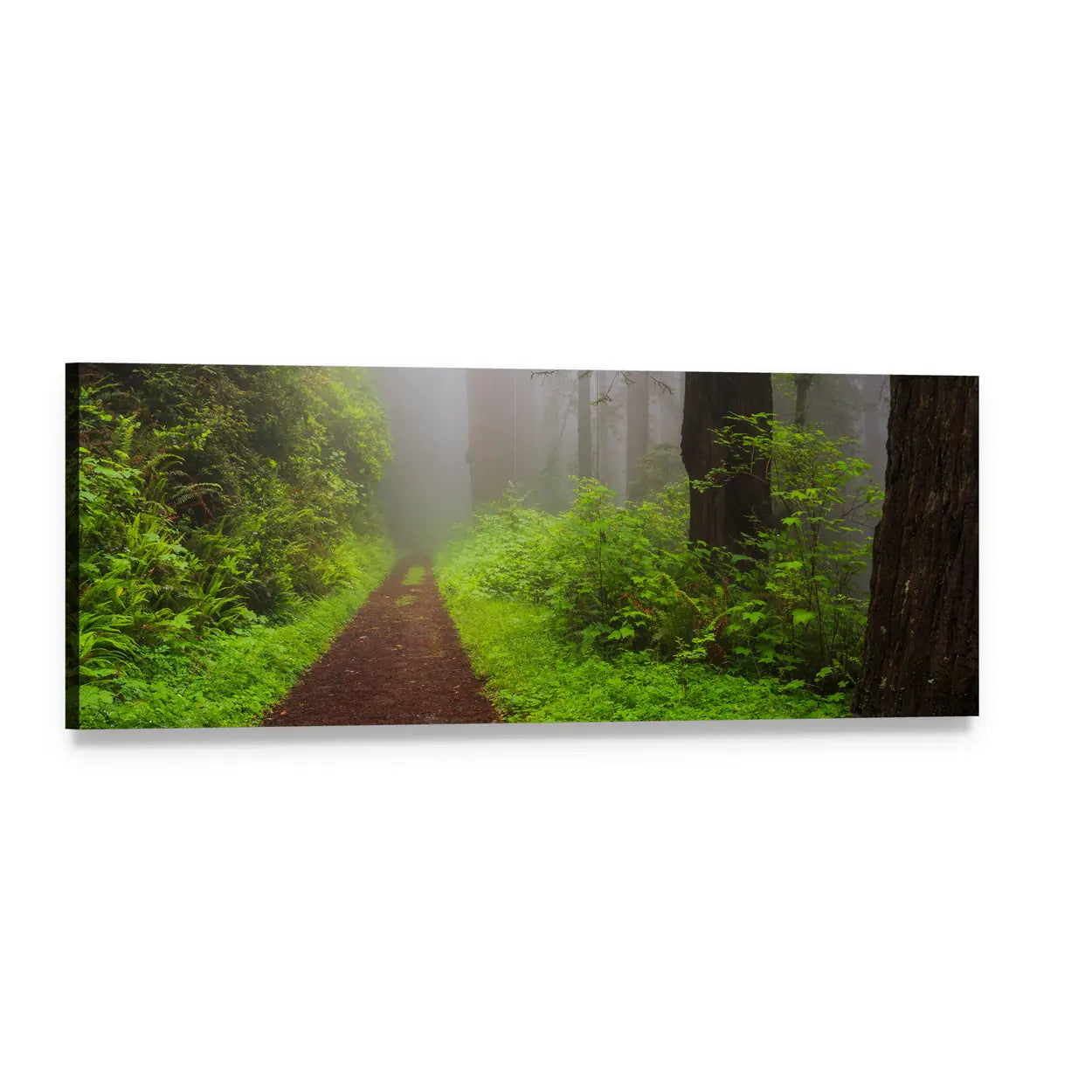 Path Through the Redwoods Panoramic Canvas Wall Art, single panel gallery wrapped canvas, angled product view