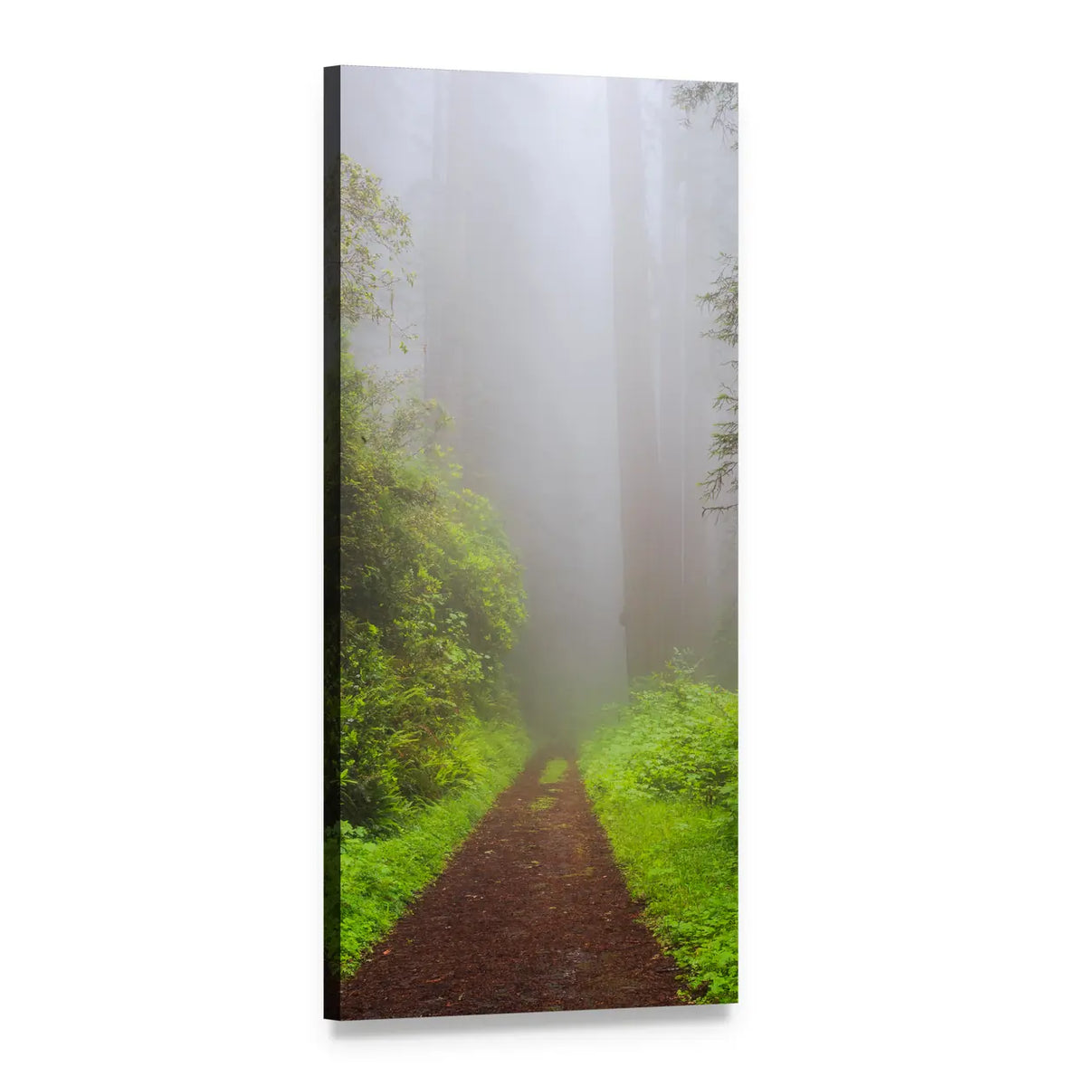 Path Through the Redwoods Vertical Canvas Wall Art, 1 panel 1 Vertical layout gallery wrapped canvas set, angled product view