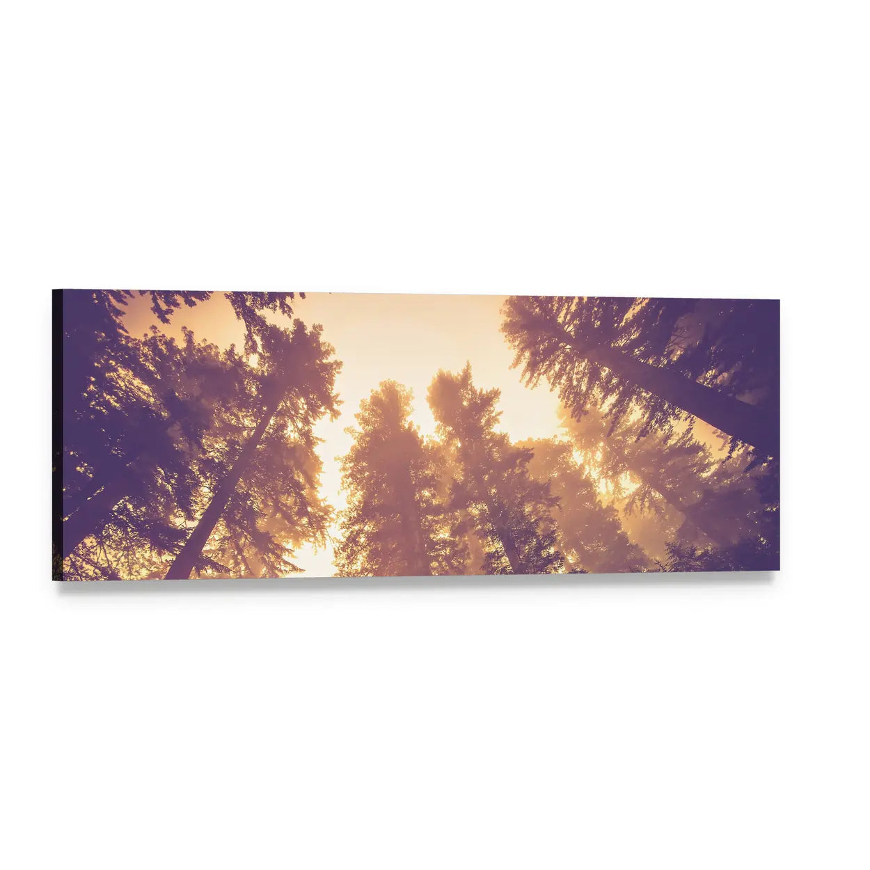 Redwood Canopy in Golden Light Panoramic Canvas Wall Art, single panel gallery wrapped canvas, angled product view