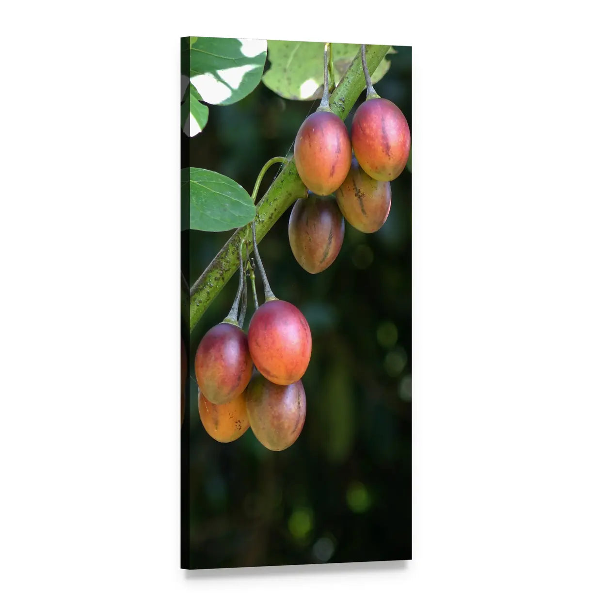 Tamarillo Fruit on Branch Vertical Canvas Wall Art, 1 panel 1 Vertical layout gallery wrapped canvas set, angled product view