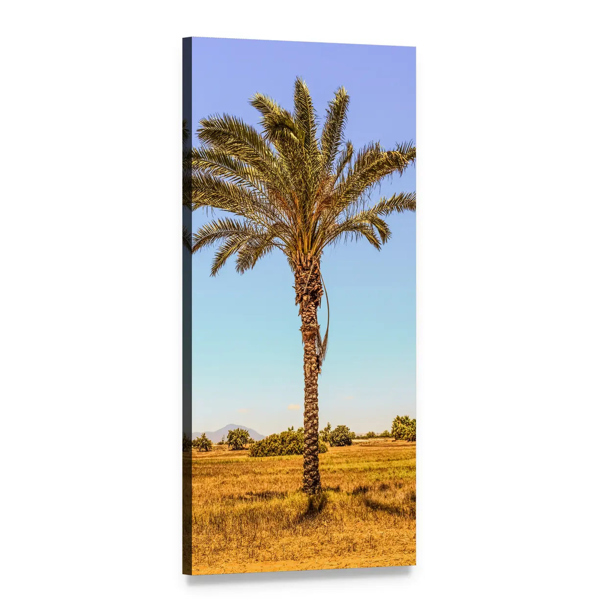 Palm Tree in Golden Field Vertical Canvas Wall Art, 1 panel 1 Vertical layout gallery wrapped canvas set, angled product view