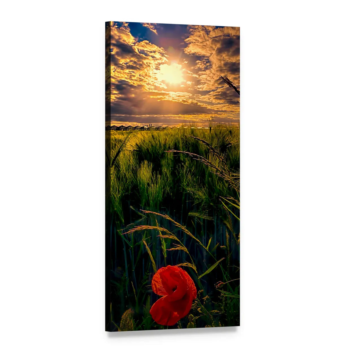 Poppy in Green Wheat Field at Sunset Vertical Canvas Wall Art, 1 panel 1 Vertical layout gallery wrapped canvas set, angled product view