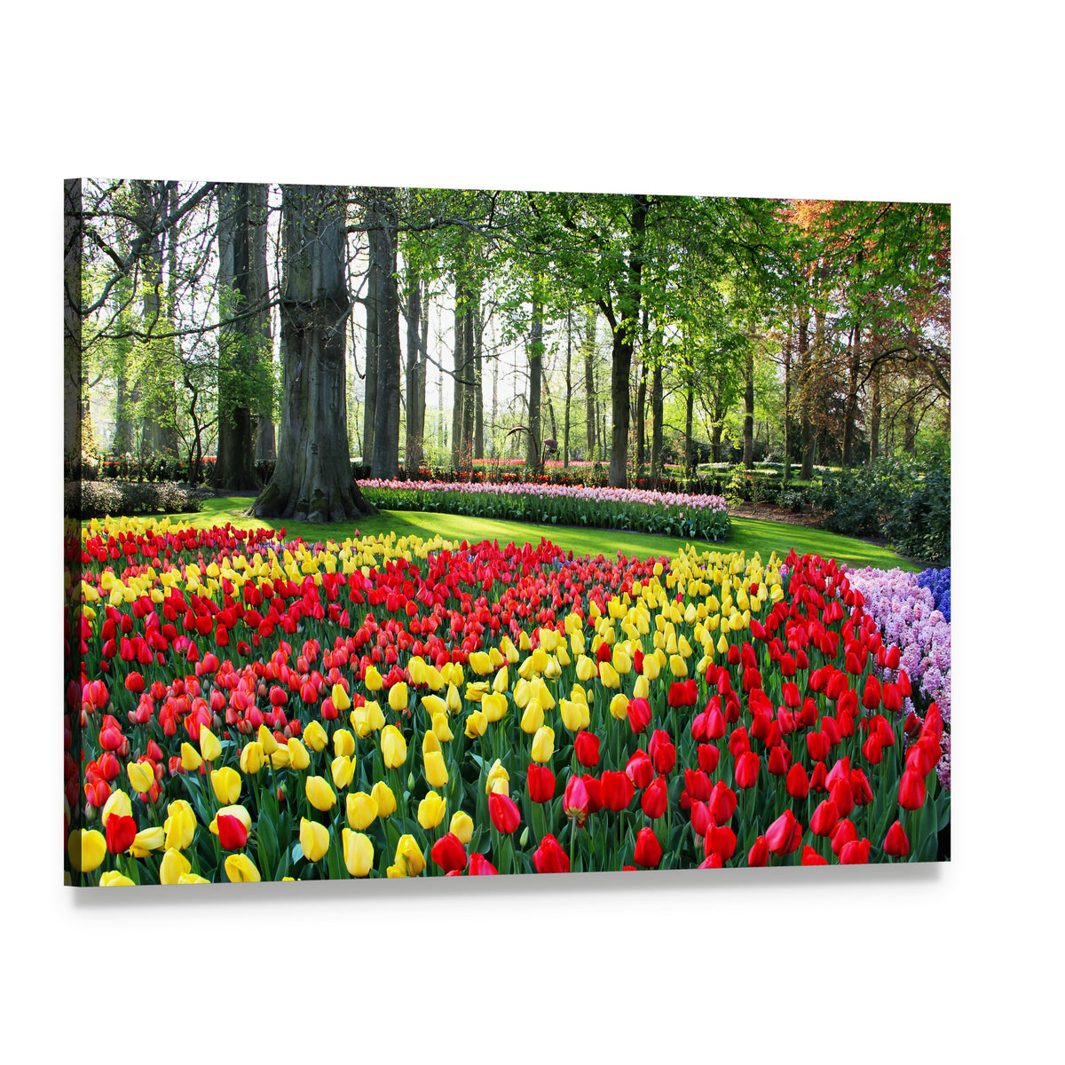 Vibrant Tulip Field in Spring Canvas Wall Art, single panel gallery wrapped canvas, angled product view