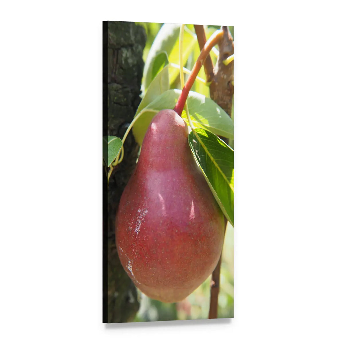 Red Pear with Dew Drops Vertical Canvas Wall Art, 1 panel 1 Vertical layout gallery wrapped canvas set, angled product view