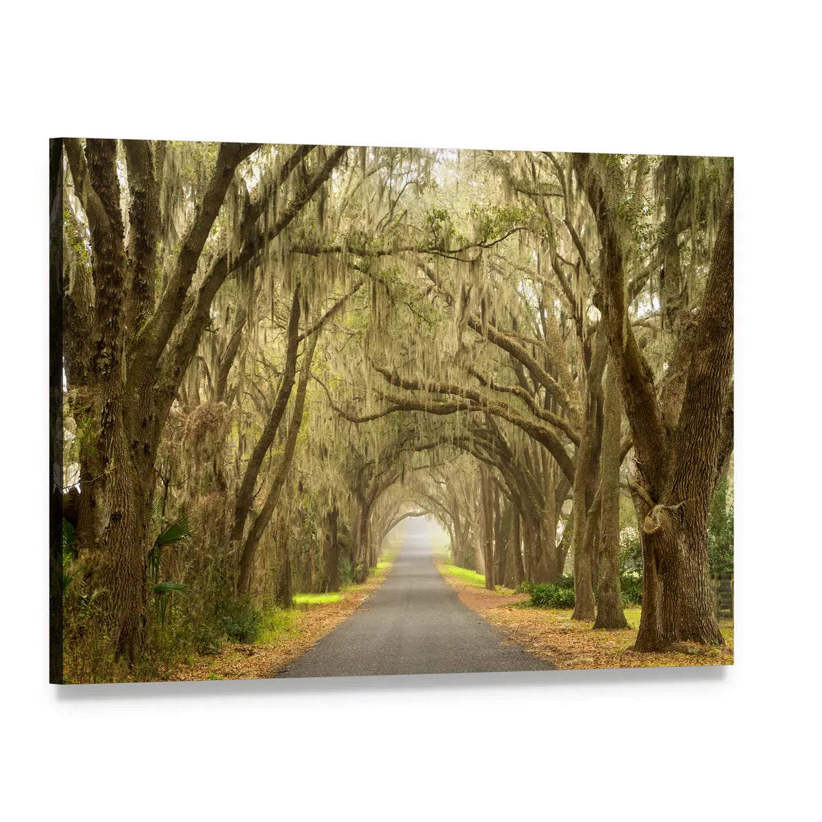 Oak Tunnel Road with Spanish Moss Canvas Wall Art, single panel gallery wrapped canvas, angled product view