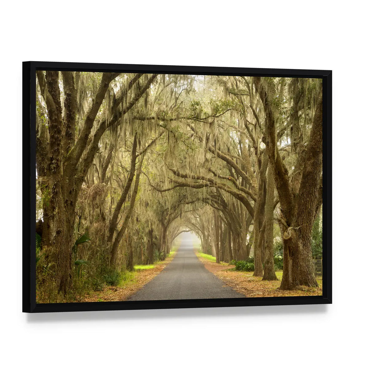 Oak Tunnel Road with Spanish Moss Canvas Wall Art, framed canvas in a black floater frame, angled product view