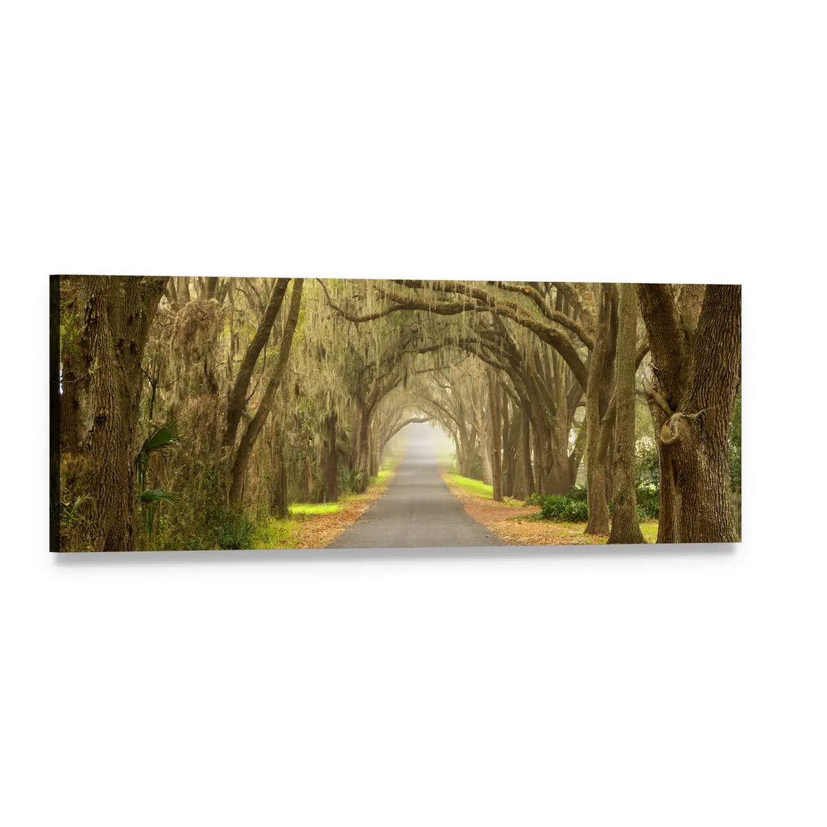 Oak-lined Road with Spanish Moss Panoramic Canvas Wall Art, single panel gallery wrapped canvas, angled product view