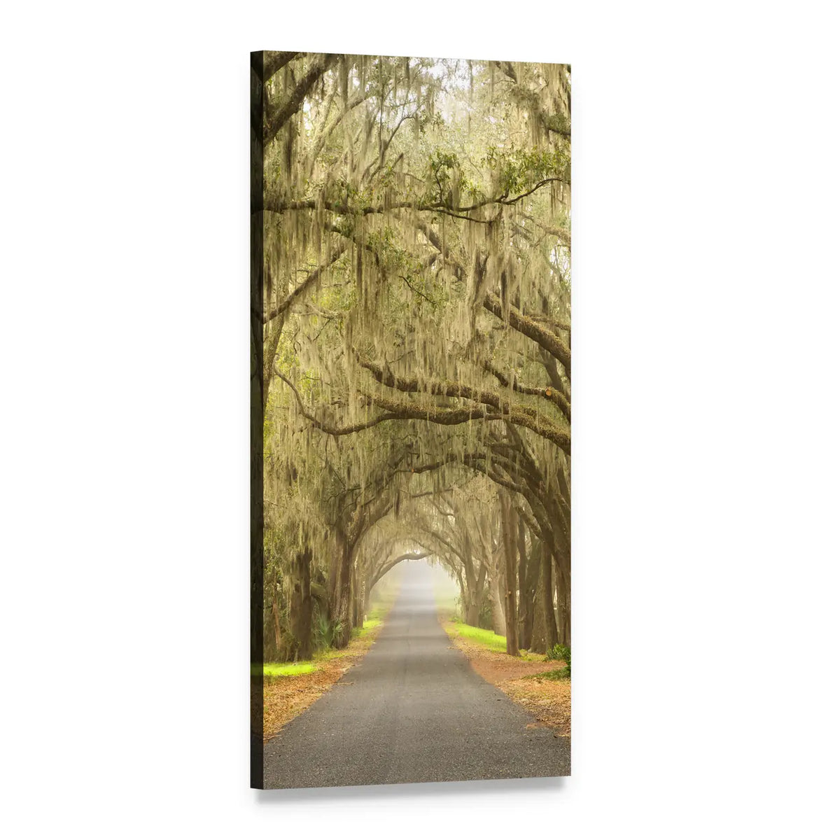 Oak-lined Road with Spanish Moss Vertical Canvas Wall Art, 1 panel 1 Vertical layout gallery wrapped canvas set, angled product view