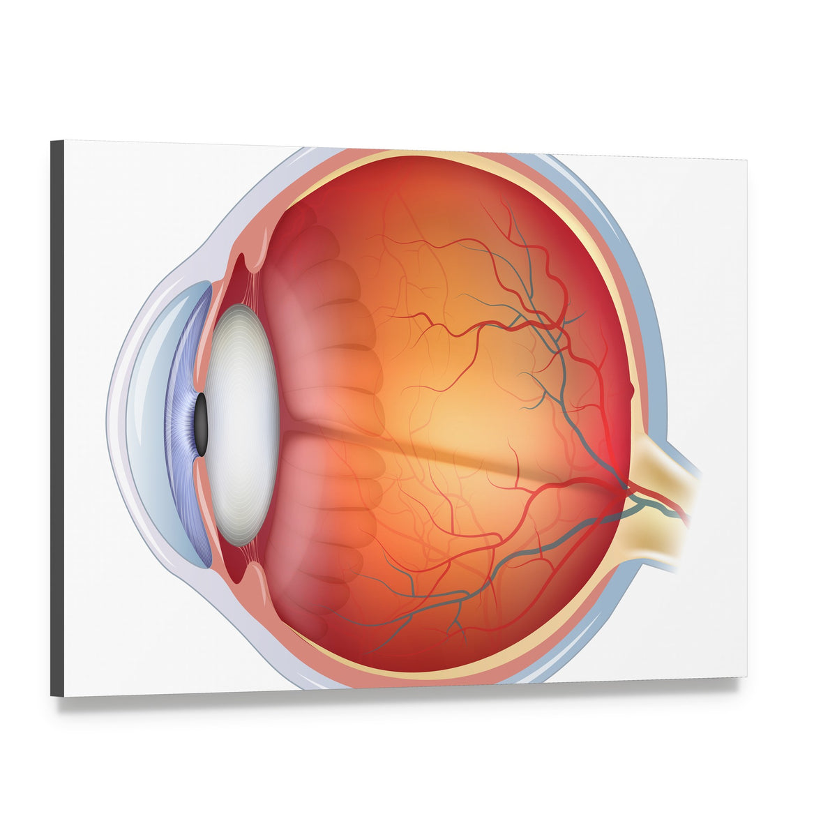 Human Eye Anatomy Canvas Wall Art, single panel gallery wrapped canvas, angled product view
