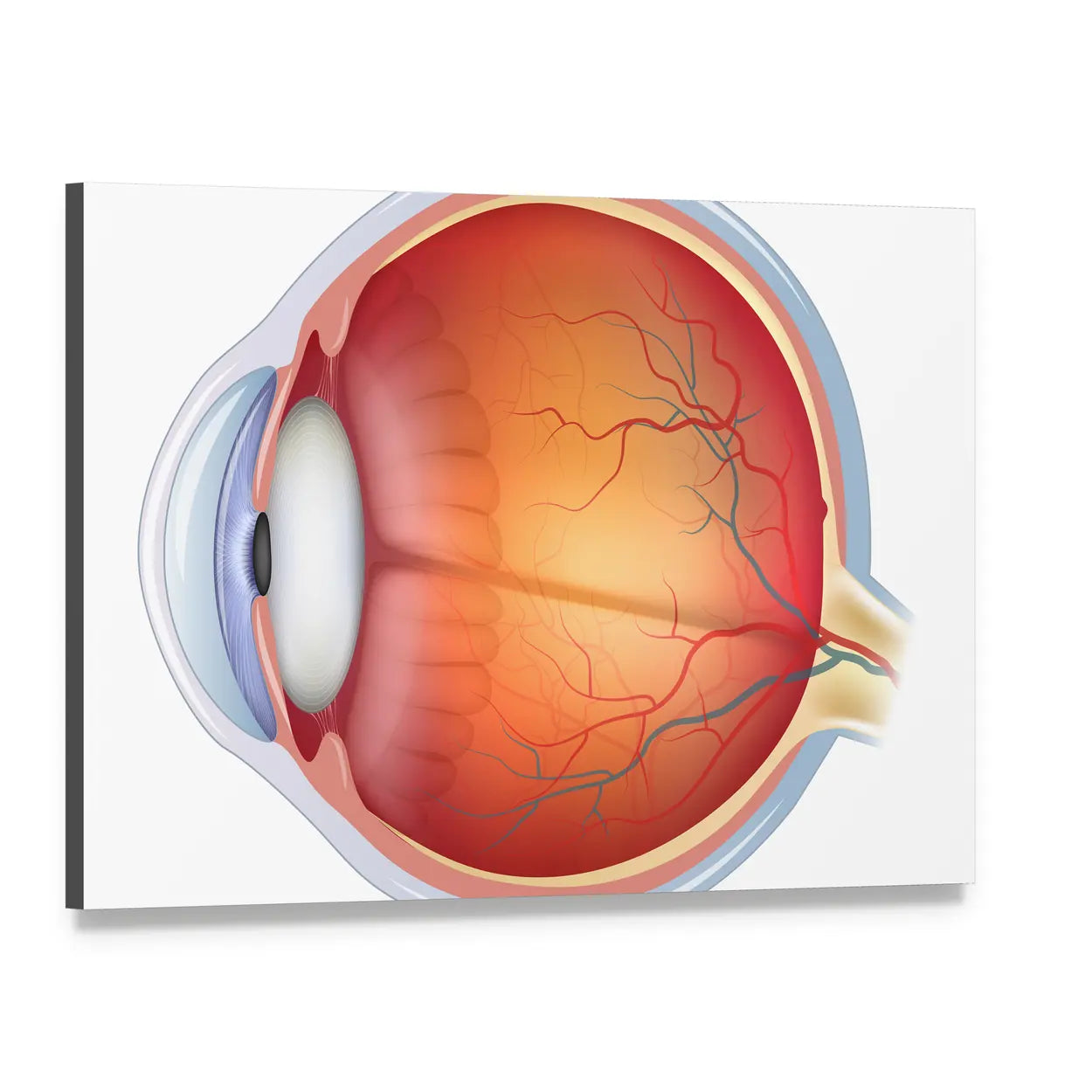 Human Eye Anatomy Canvas Wall Art, single panel gallery wrapped canvas, angled product view