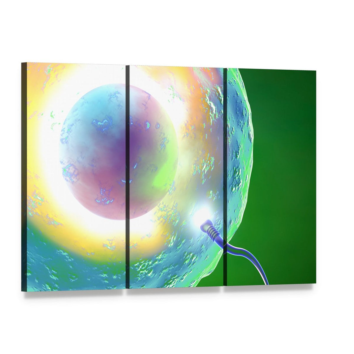 Conception: Ovum and Sperm Canvas Wall Art, 3 panel 3 Horizontal layout gallery wrapped canvas set, angled product view