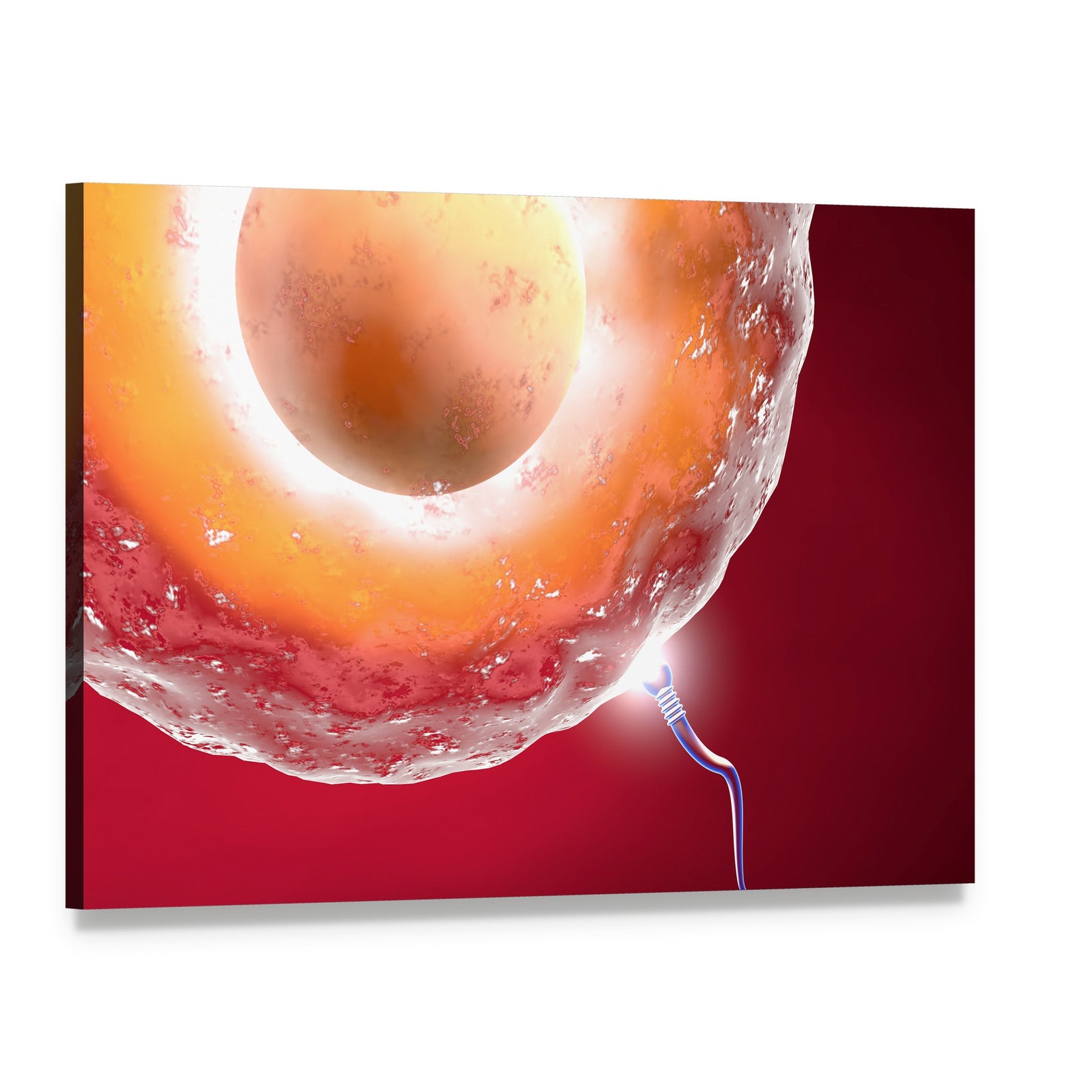 Ovum and Sperm Canvas Wall Art, single panel gallery wrapped canvas, angled product view
