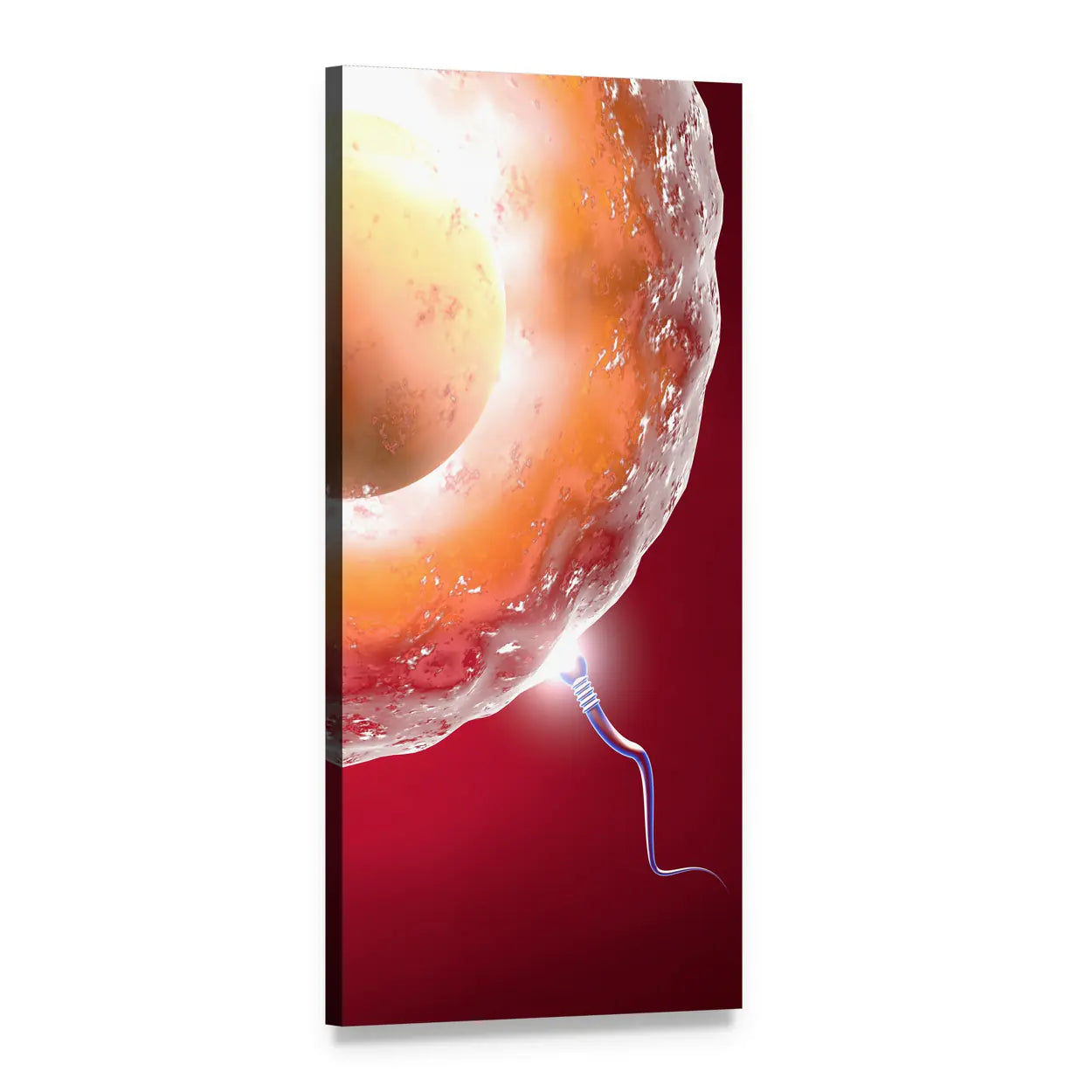 Ovum and Sperm Fertilization Close-up Vertical Canvas Wall Art, 1 panel 1 Vertical layout gallery wrapped canvas set, angled product view