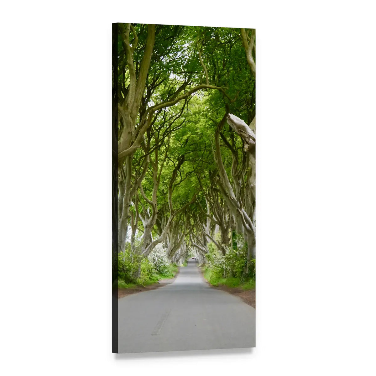 Archway of Trees Over Paved Road Vertical Canvas Wall Art, 1 panel 1 Vertical layout gallery wrapped canvas set, angled product view