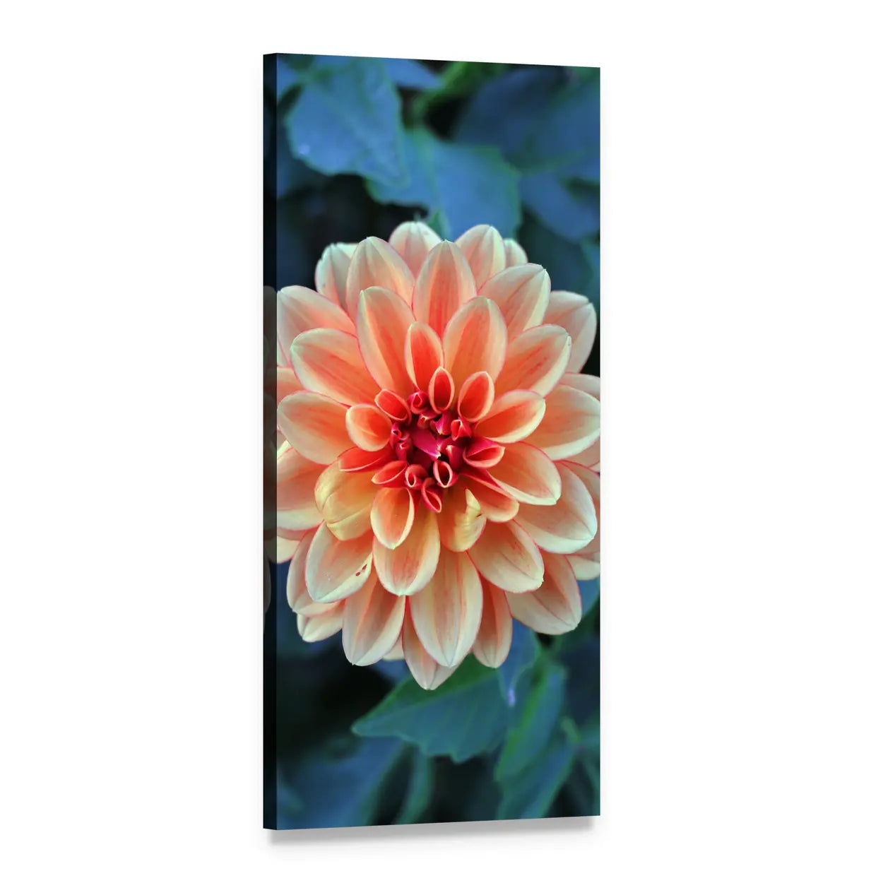 Peach Dahlia with Cream-tipped Petals Vertical Canvas Wall Art, 1 panel 1 Vertical layout gallery wrapped canvas set, angled product view