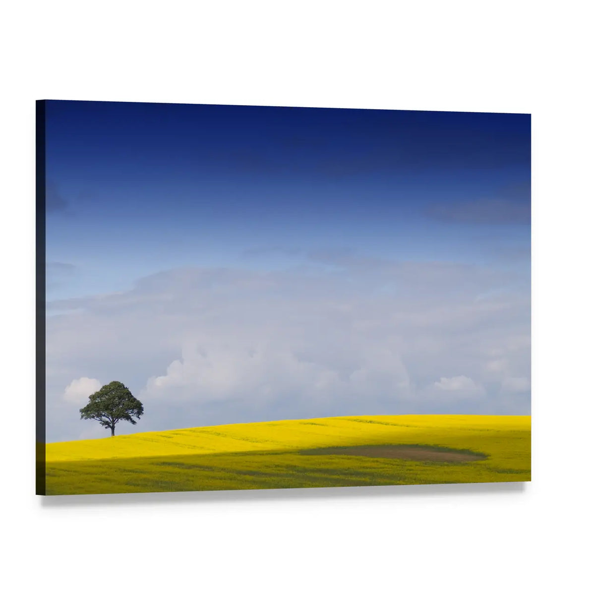 Yellow Rapeseed Field with Lone Tree Canvas Wall Art, single panel gallery wrapped canvas, angled product view