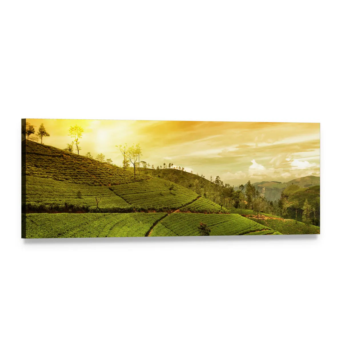 Tea Plantation Terraces at Golden Hour Panoramic Canvas Wall Art, single panel gallery wrapped canvas, angled product view