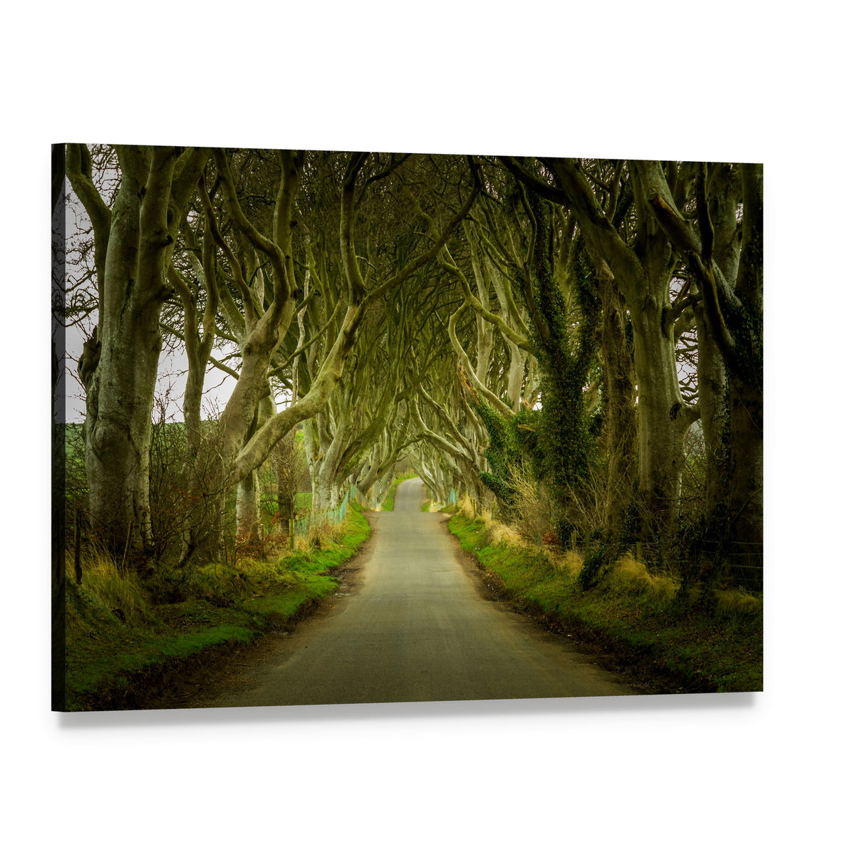 Road Through Dark Hedges Canvas Wall Art, single panel gallery wrapped canvas, angled product view