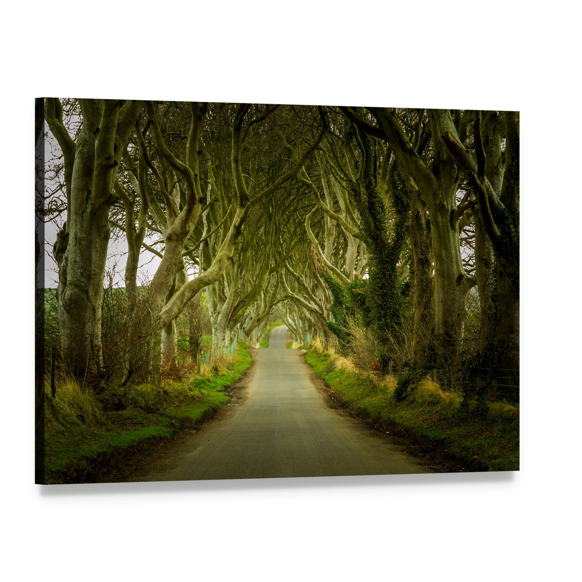 Road Through Dark Hedges Canvas Wall Art, single panel gallery wrapped canvas, angled product view