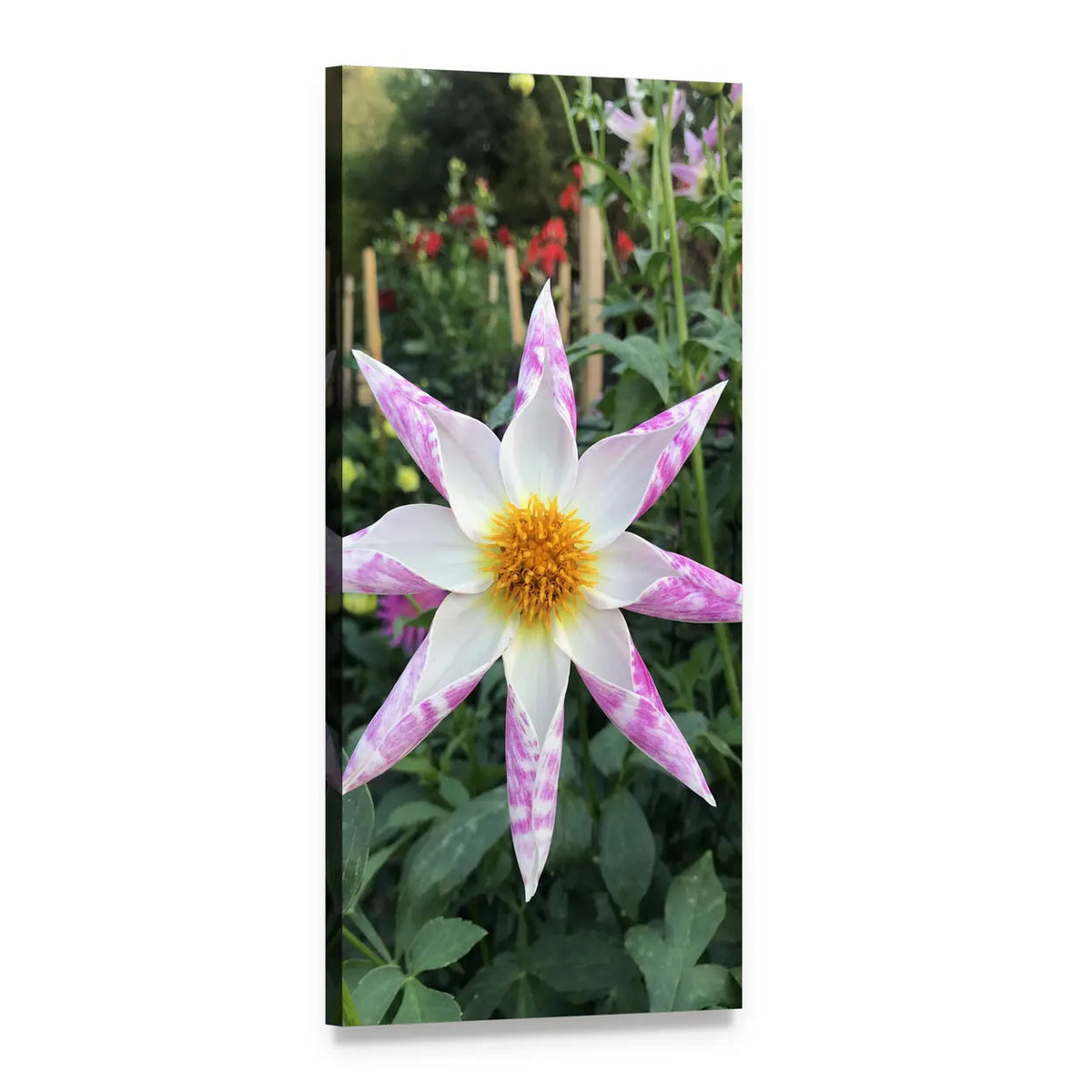 Variegated Star Dahlia Close-up Vertical Canvas Wall Art, 1 panel 1 Vertical layout gallery wrapped canvas set, angled product view