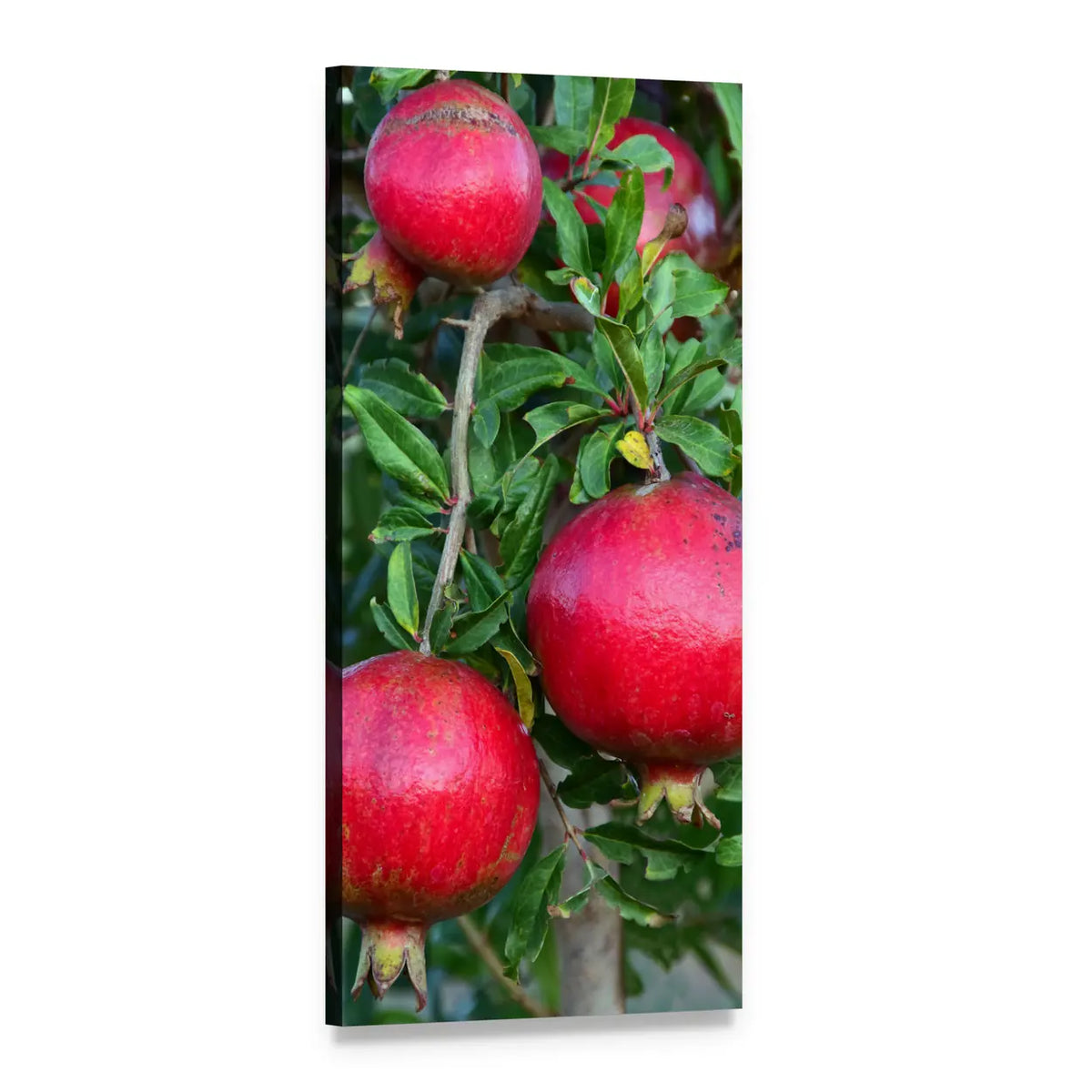 Pomegranates Hanging from Tree Branches Vertical Canvas Wall Art, 1 panel 1 Vertical layout gallery wrapped canvas set, angled product view