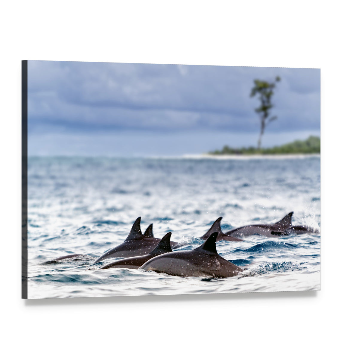 Spinner Dolphins in Shallow Bays Canvas Wall Art, single panel gallery wrapped canvas, angled product view