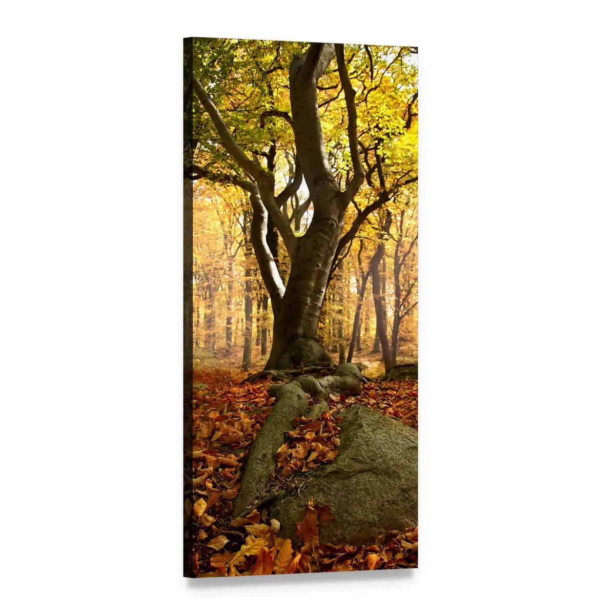 Beech Forest with Mossy Rock Vertical Canvas Wall Art, 1 panel 1 Vertical layout gallery wrapped canvas set, angled product view