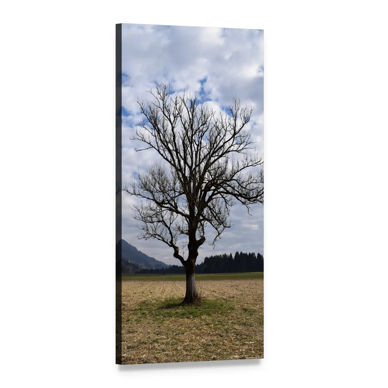Arable Tree in Autumn Clouds Vertical Canvas Wall Art, 1 panel 1 Vertical layout gallery wrapped canvas set, angled product view
