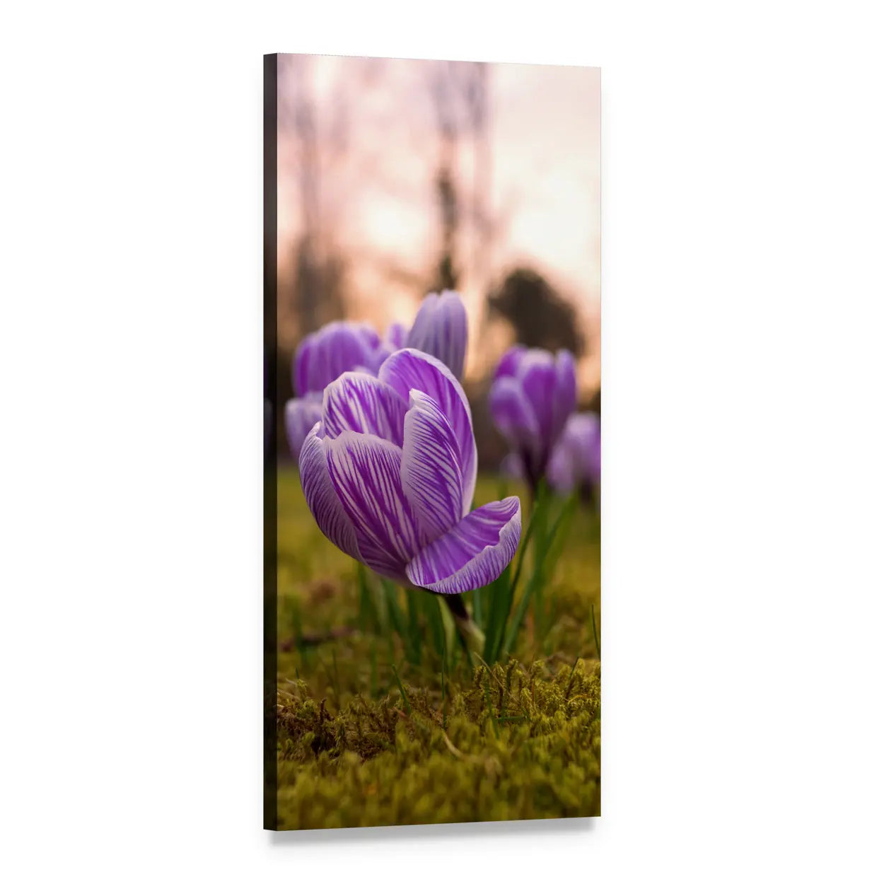 Crocus Rush Flower Vertical Canvas Wall Art, 1 panel 1 Vertical layout gallery wrapped canvas set, angled product view