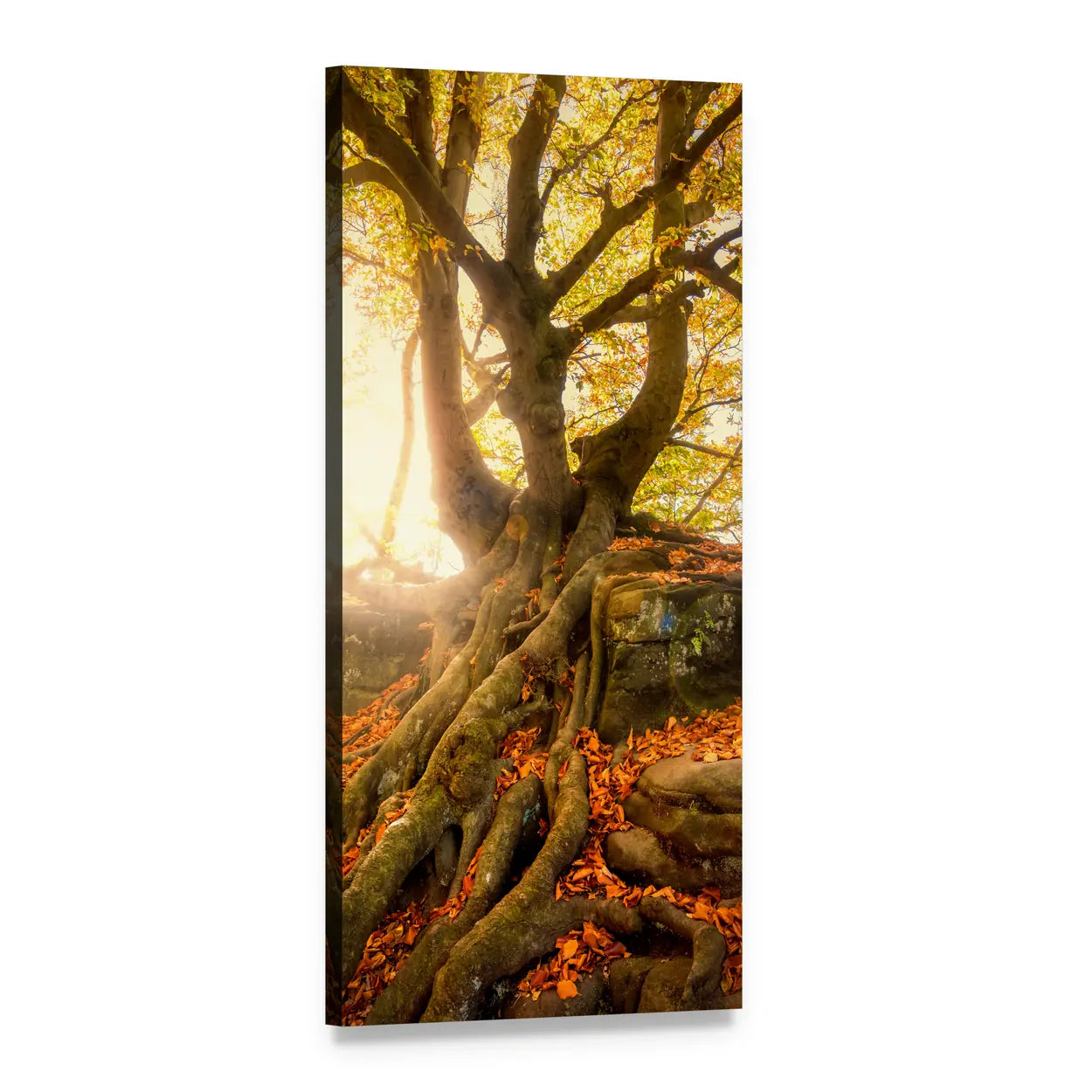 Old Tree in Autumn Vertical Canvas Wall Art, 1 panel 1 Vertical layout gallery wrapped canvas set, angled product view